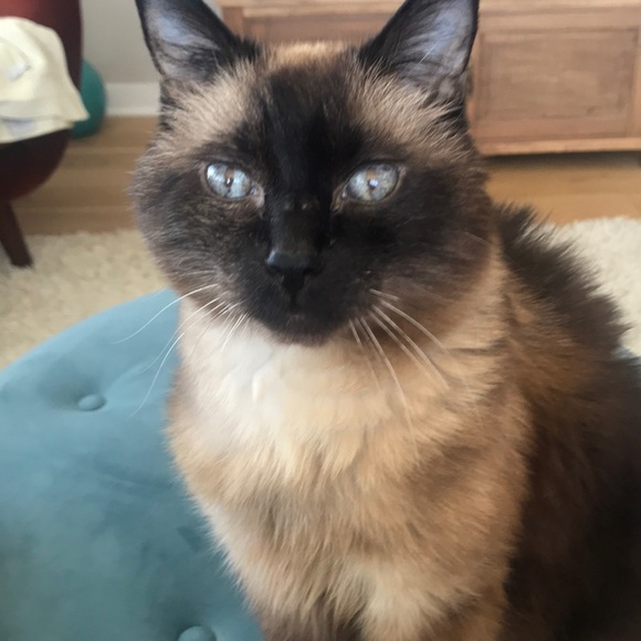 Meet your Posher, Cindy - Picture 1 of 1